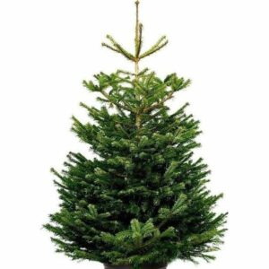 Nordmann Supreme Select 125 - 150cm